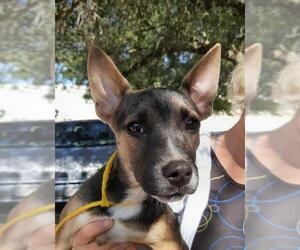 German Shepherd Dog-Plott Hound Mix Dogs for adoption in Missouri City, TX, USA