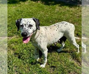 Dalmatian-Unknown Mix Dogs for adoption in Conroe, TX, USA