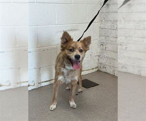 Cardigan Welsh Corgi-Unknown Mix Dogs for adoption in San Bernardino, CA, USA