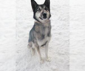 Alaskan Husky Dogs for adoption in Diamondville, WY, USA