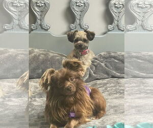 Chihuahua Dogs for adoption in Atlanta, GA, USA