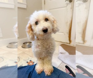 Poodle (Miniature) Dogs for adoption in Holly Springs, NC, USA