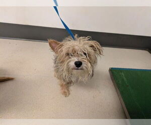 Mutt Dogs for adoption in Corona, CA, USA