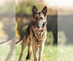 German Shepherd Dog Dogs for adoption in Tracy, CA, USA
