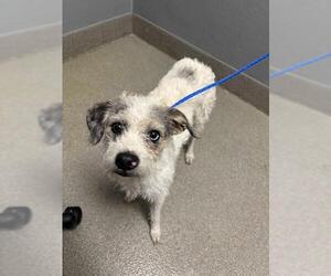 Mutt Dogs for adoption in Las Vegas, NV, USA