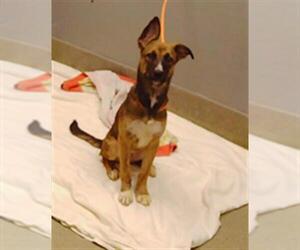 German Shepherd Dog-Unknown Mix Dogs for adoption in Las Vegas, NV, USA