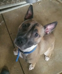 Boxador Dogs for adoption in Colfax, IL, USA