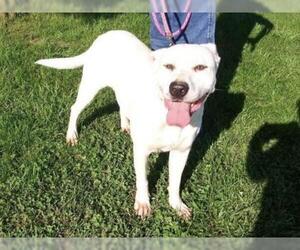 American Pit Bull Terrier-German Shepherd Dog Mix Dogs for adoption in Georgetown, KY, USA