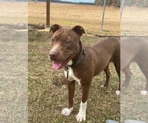 Bulldog-Unknown Mix Dogs for adoption in Eastman, GA, USA