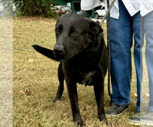 German Shepherd Dog Dogs for adoption in Sparta, TN, USA