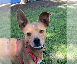 Chihuahua-German Pinscher Mix Dogs for adoption in San Diego, CA, USA