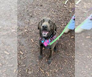 Labrador Retriever-Unknown Mix Dogs for adoption in Waterford, VA, USA