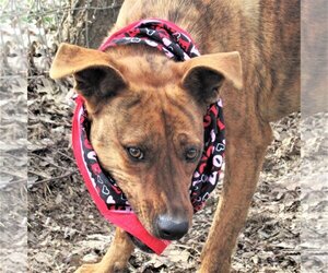 Retriever -Unknown Mix Dogs for adoption in Godley, TX, USA