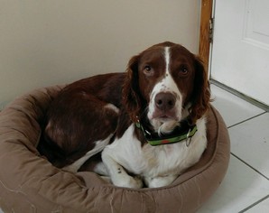 Brittany Dogs for adoption in Lockport, NY, USA