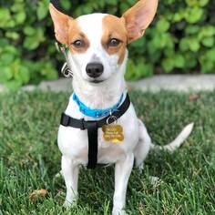 Jack Russell Terrier Dogs for adoption in La Verne , CA, USA