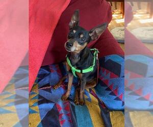 Miniature Pinscher Dogs for adoption in FAIRLAWN, OH, USA