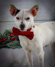 Rat Terrier-Unknown Mix Dogs for adoption in Bronx, NY, USA