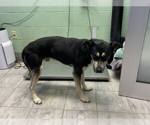 German Shepherd Dog-Unknown Mix Dogs for adoption in Grand Prairie, TX, USA