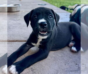 Boxer-Unknown Mix Dogs for adoption in Dumont, NJ, USA