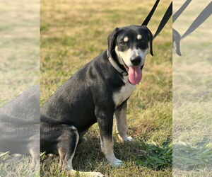 Black and Tan Coonhound-Unknown Mix Dogs for adoption in Corning, AR, USA