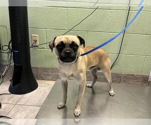 Chug Dogs for adoption in Grand Prairie, TX, USA