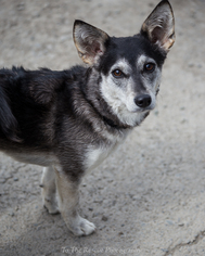 Alaskan Klee Kai Dogs for adoption in Anchorage, AK, USA