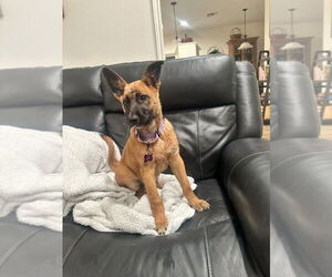 German Shepherd Dog-Unknown Mix Dogs for adoption in Imlay City, MI, USA