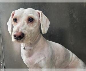 Mutt Dogs for adoption in Downey, CA, USA