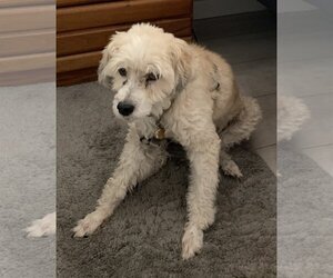 Poodle (Miniature)-Unknown Mix Dogs for adoption in  Ramona, CA, USA