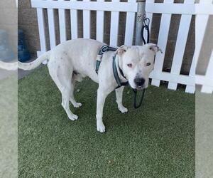 American Pit Bull Terrier-Unknown Mix Dogs for adoption in Modesto, CA, USA