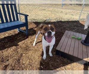 American Foxhound-American Pit Bull Terrier Mix Dogs for adoption in Denver, CO, USA