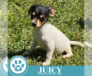 Chihuahua Dogs for adoption in Kimberton, PA, USA