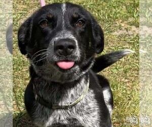 Mutt Dogs for adoption in Washington, DC, USA