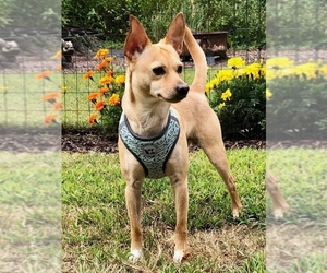 Chiweenie Dogs for adoption in Taunton, MA, USA