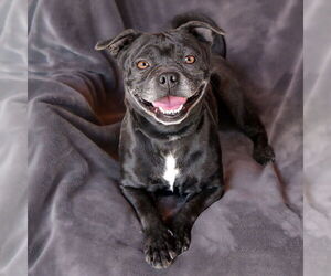Frenchie Pug Dogs for adoption in Albuquerque, NM, USA