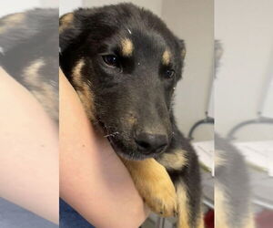 German Shepherd Dog-Unknown Mix Dogs for adoption in Bolivar, MO, USA