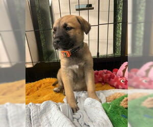 German Shepherd Dog-Unknown Mix Dogs for adoption in Temple, TX, USA