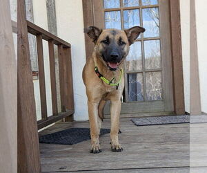 Mutt Dogs for adoption in Vail, AZ, USA