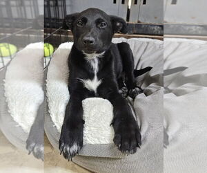 Labrador Retriever-Unknown Mix Dogs for adoption in El Centro, CA, USA