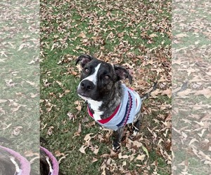 American Staffordshire Terrier-German Shepherd Dog Mix Dogs for adoption in McDonough, GA, USA