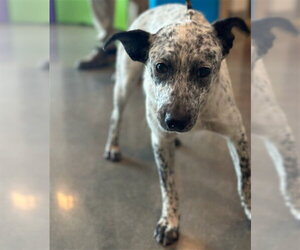 Mutt Dogs for adoption in Houston, TX, USA