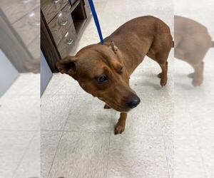 Labrador Retriever-Unknown Mix Dogs for adoption in Conroe, TX, USA