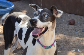 Great Dane Dogs for adoption in Glendale , AZ, USA