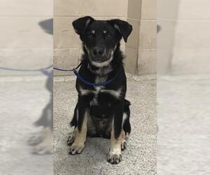 Shepradors Dogs for adoption in Conroe, TX, USA