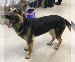 German Shepherd Dog Dogs for adoption in Riverside, CA, USA
