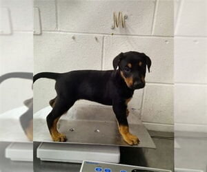 Doberman Pinscher-Unknown Mix Dogs for adoption in San Bernardino, CA, USA