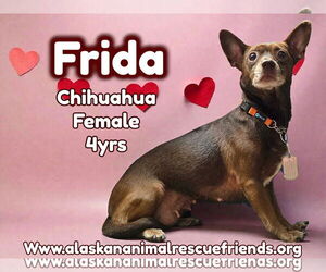 Chihuahua-Unknown Mix Dogs for adoption in Anchorage, AK, USA