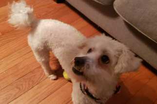 Lhasa-Poo Dogs for adoption in Mooresville, NC, USA