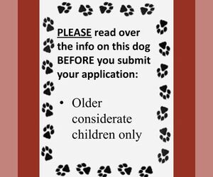 American Pit Bull Terrier-Unknown Mix Dogs for adoption in Fargo, ND, USA