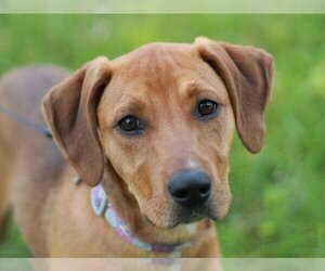 Redbone Coonhound-Unknown Mix Dogs for adoption in Cookeville, TN, USA